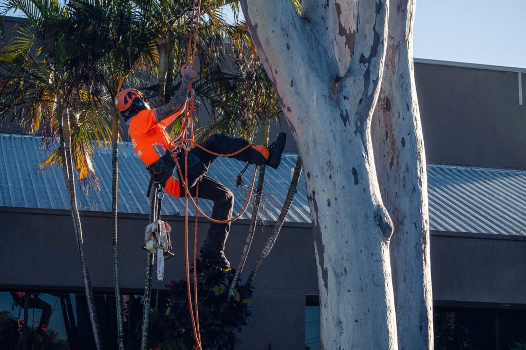 Tree Lopping Victoria Plains Victoria Plains Tree Removal Stump